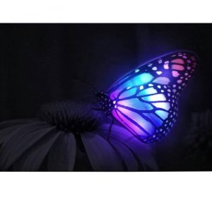 Canvas Led Valotaulu Butterfly